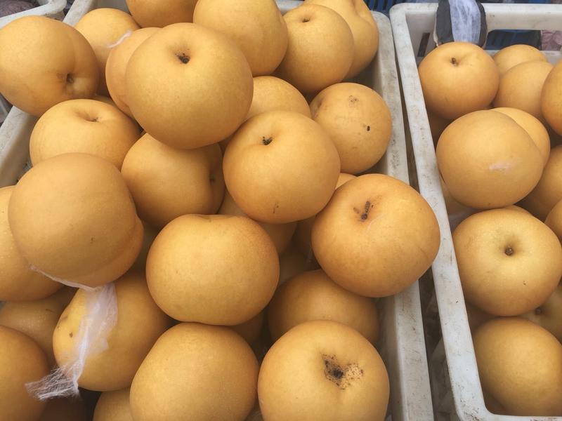 砀山县园黄梨已大量上市了，口感甜，糖份高皮溥汁多耐运输。