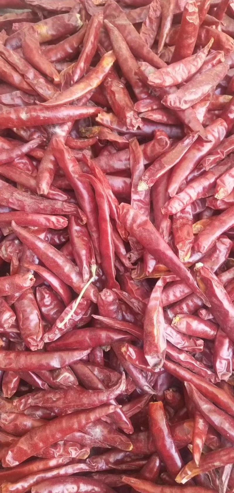 干辣椒