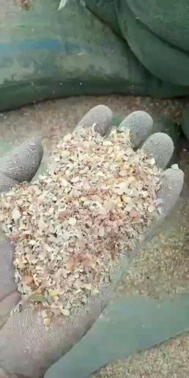 厂家直销东北烘干玉米皮大片玉米皮适合牛羊驴用