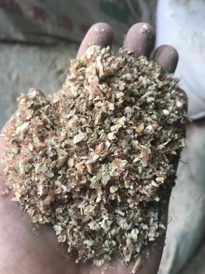 厂家直销东北烘干玉米皮大片玉米皮适合牛羊驴用