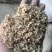 厂家直销东北烘干玉米皮大片玉米皮适合牛羊驴用