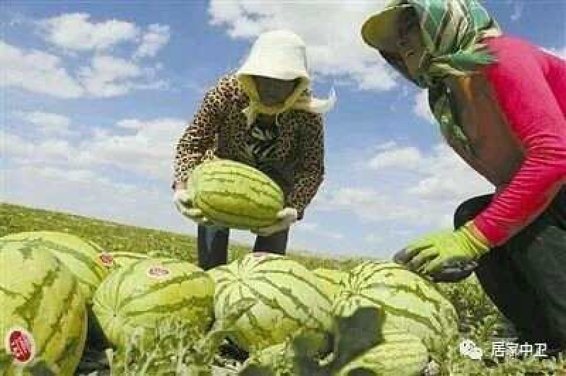 【金花一号西瓜】万亩硒砂瓜产地直发保质保量口感甜度高皮薄
