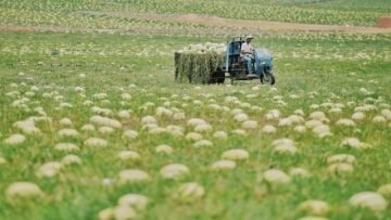 【金花一号西瓜】万亩硒砂瓜产地直发保质保量口感甜度高皮薄