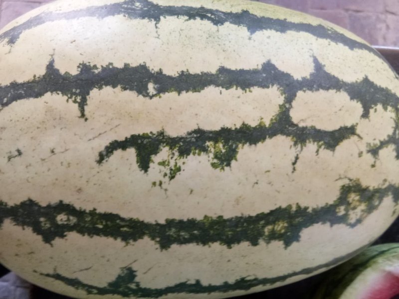 【金花一号西瓜】万亩硒砂瓜产地直发保质保量口感甜度高皮薄