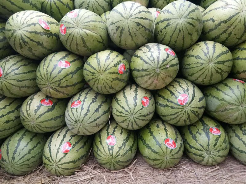 【金花一号西瓜】万亩硒砂瓜产地直发保质保量口感甜度高皮薄