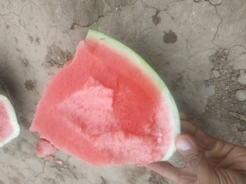 夏县无籽甜蜜蜜西瓜