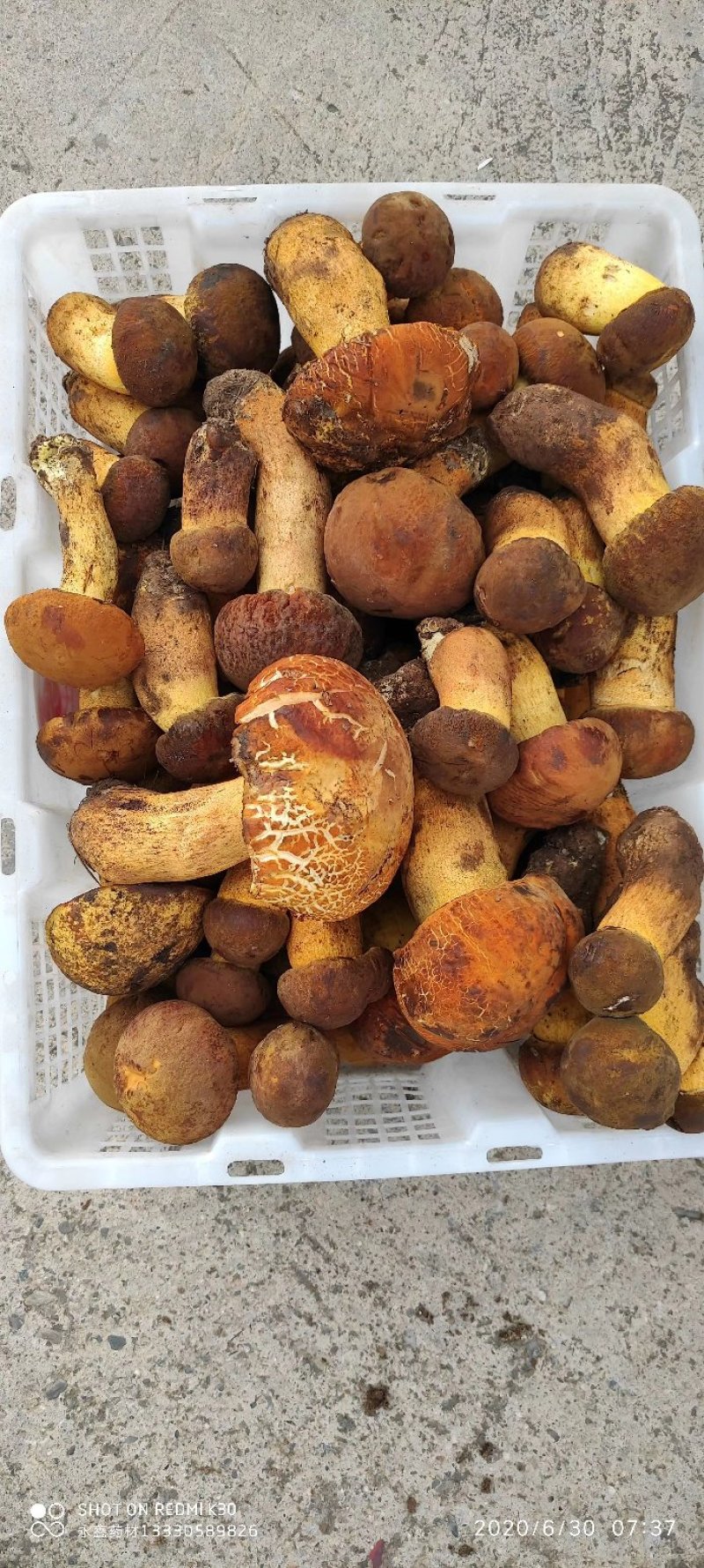 野生菌子