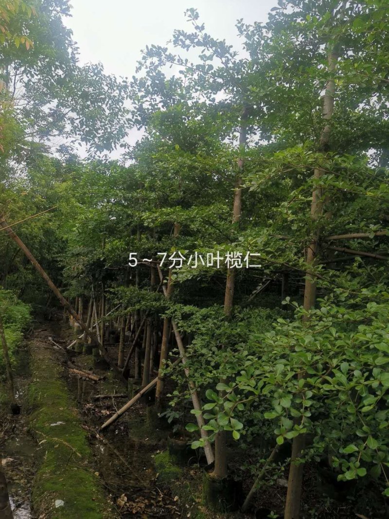 小叶榄仁3~10公分自家货低价出售