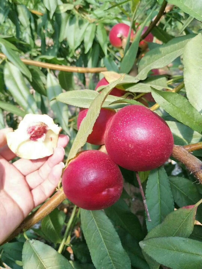 陕西油桃，中油16.18.珍珠1号，大量上市