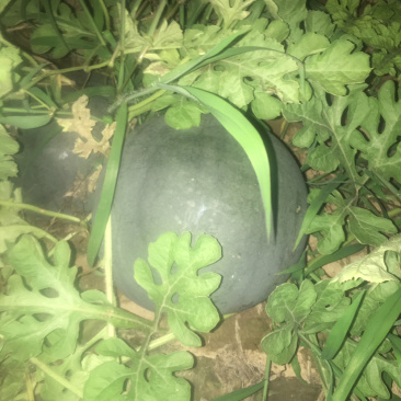 黑无籽