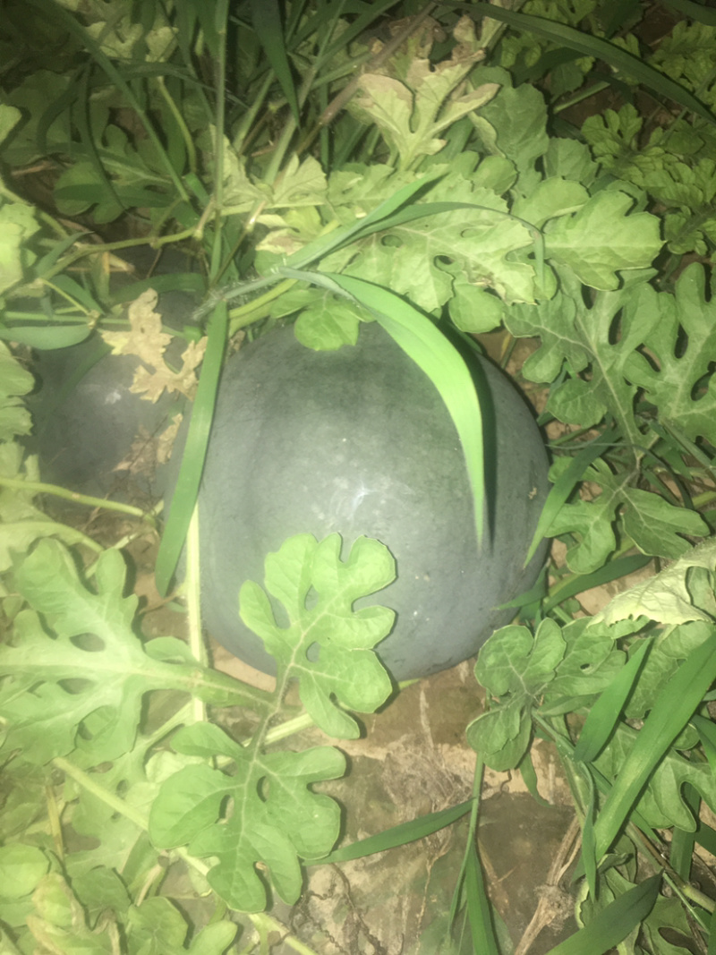 黑无籽