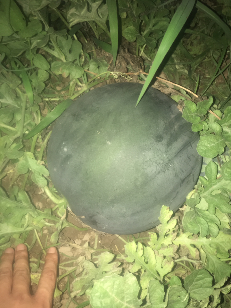 黑无籽