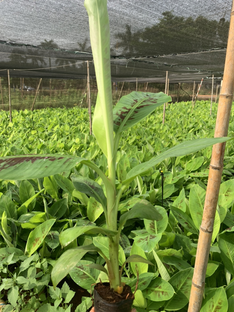 香蕉苗巴西品种