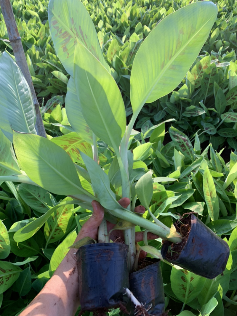 香蕉苗巴西品种