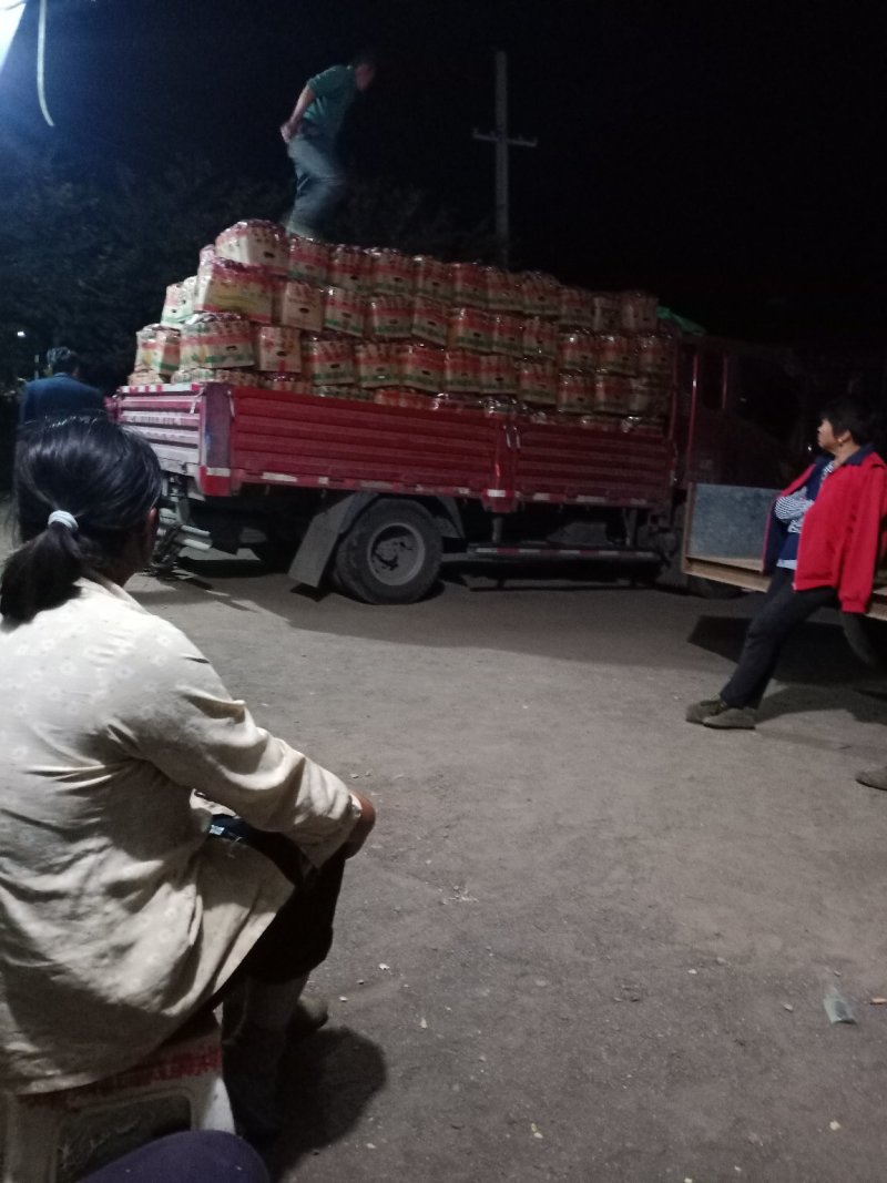 红薯，苏八红皮黄心，西瓜红，303