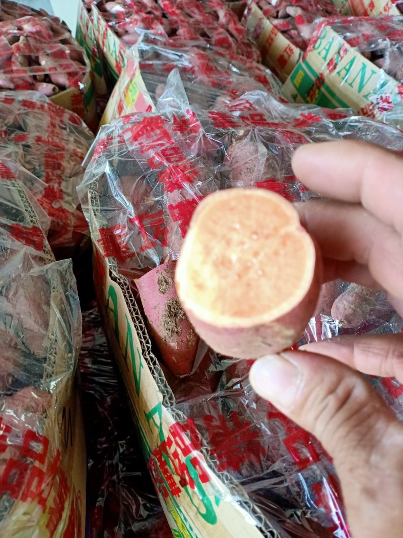 红薯，苏八红皮黄心，西瓜红，303