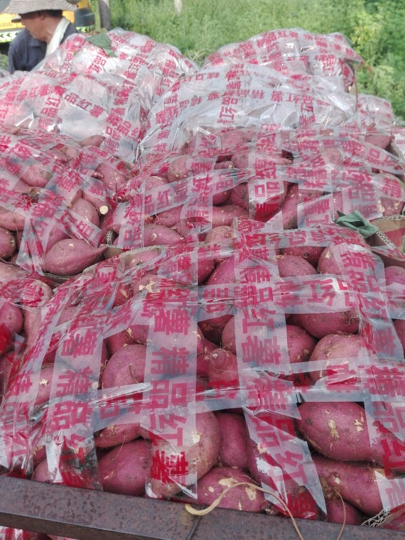 红薯，苏八红皮黄心，西瓜红，303