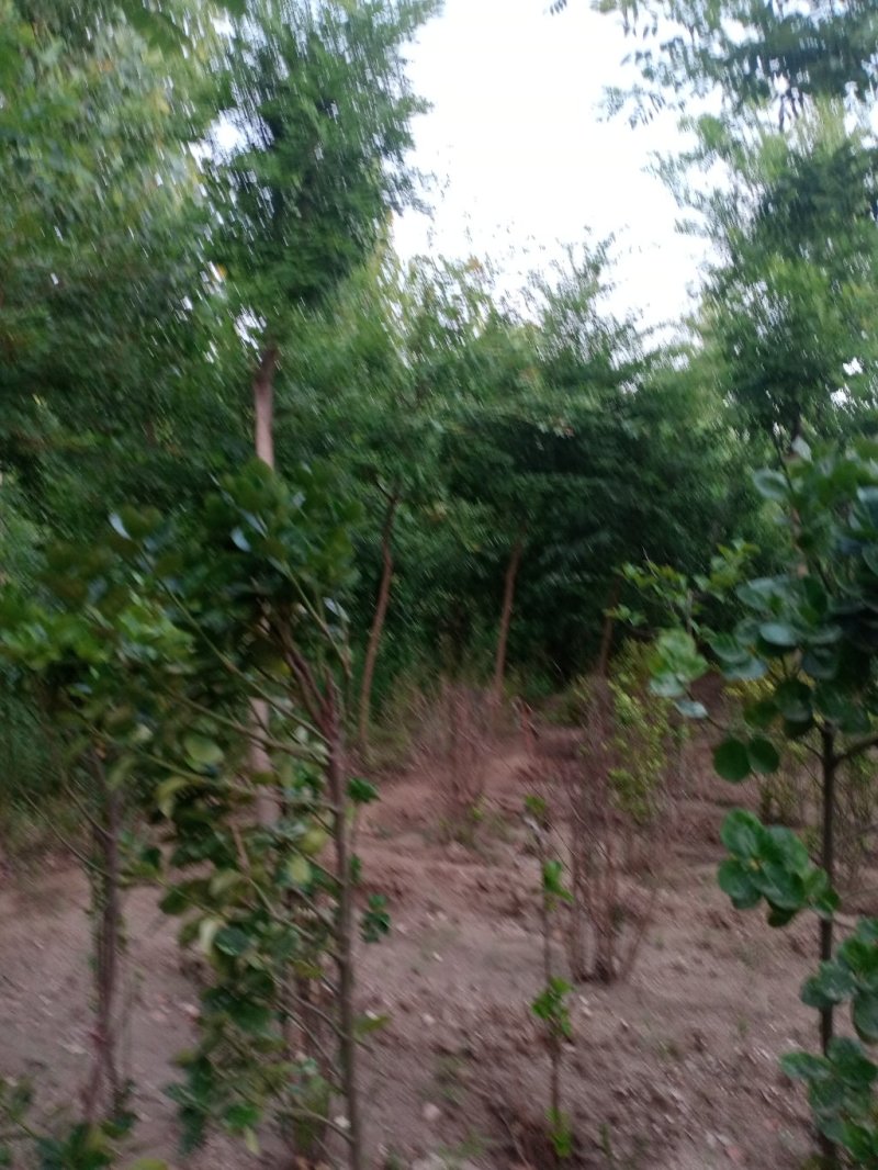 银杏