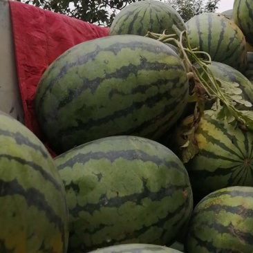 陕西（大荔蒲城）甜王西瓜基地，品质好，皮毛亮。欢迎老板