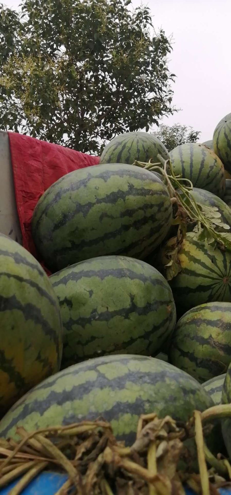 陕西（大荔蒲城）甜王西瓜基地，品质好，皮毛亮。欢迎老板