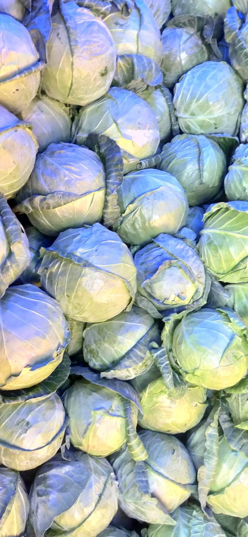 甘肃靖远圆包菜2~3公斤通货
