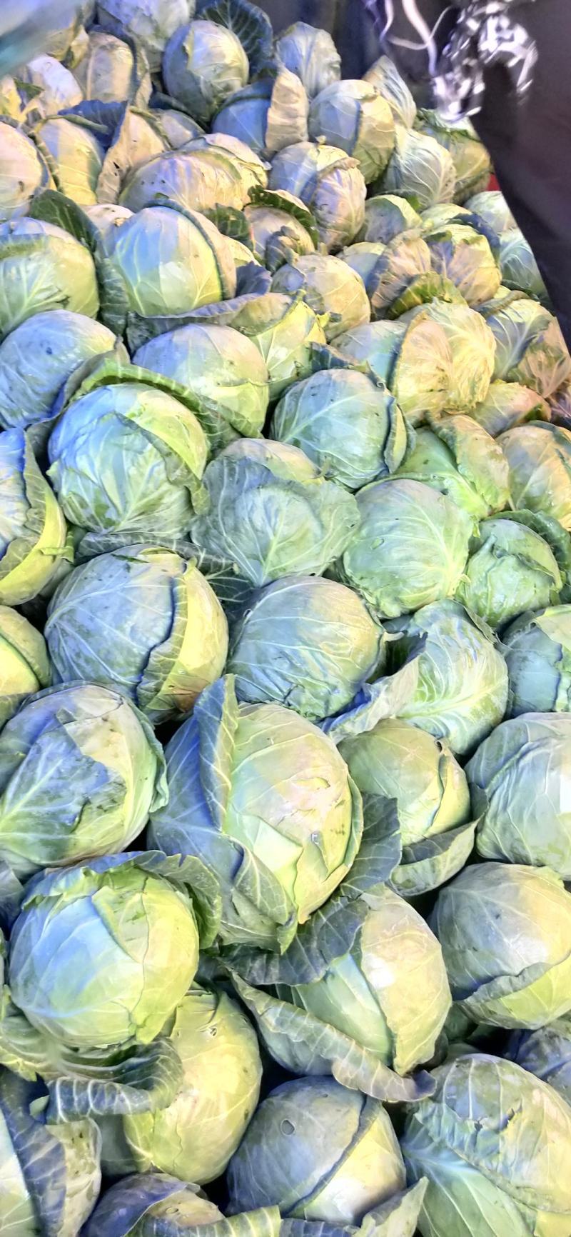 甘肃靖远圆包菜2~3公斤通货