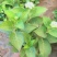 精品绣球花，八仙花，无尽夏，魔幻，品种多，常年有货，工程苗