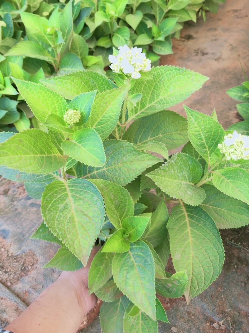 精品绣球花，八仙花，无尽夏，魔幻，品种多，常年有货，工程苗