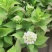 精品绣球花，八仙花，无尽夏，魔幻，品种多，常年有货，工程苗