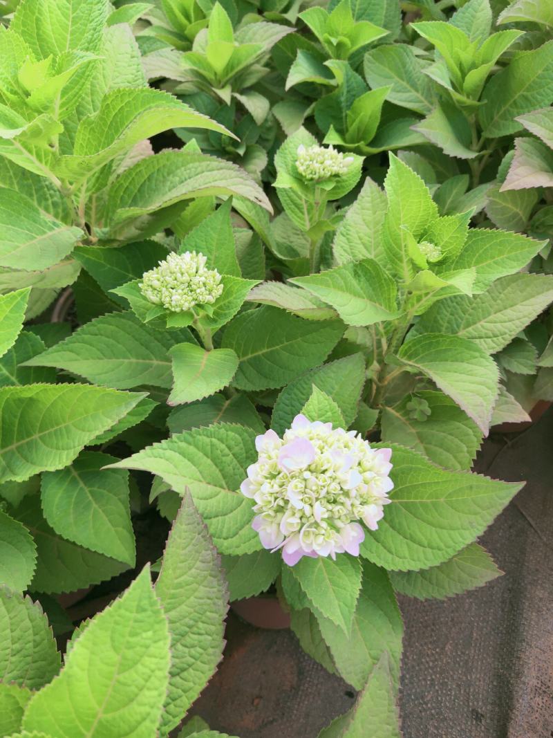 精品绣球花，八仙花，无尽夏，魔幻，品种多，常年有货，工程苗