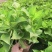 精品绣球花，八仙花，无尽夏，魔幻，品种多，常年有货，工程苗