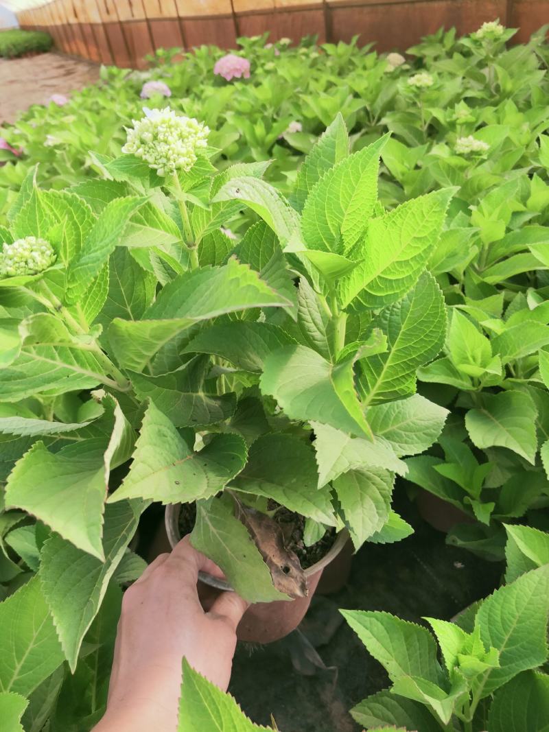 精品绣球花，八仙花，无尽夏，魔幻，品种多，常年有货，工程苗