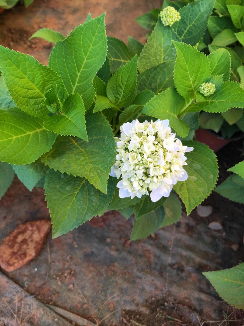精品绣球花，八仙花，无尽夏，魔幻，品种多，常年有货，工程苗