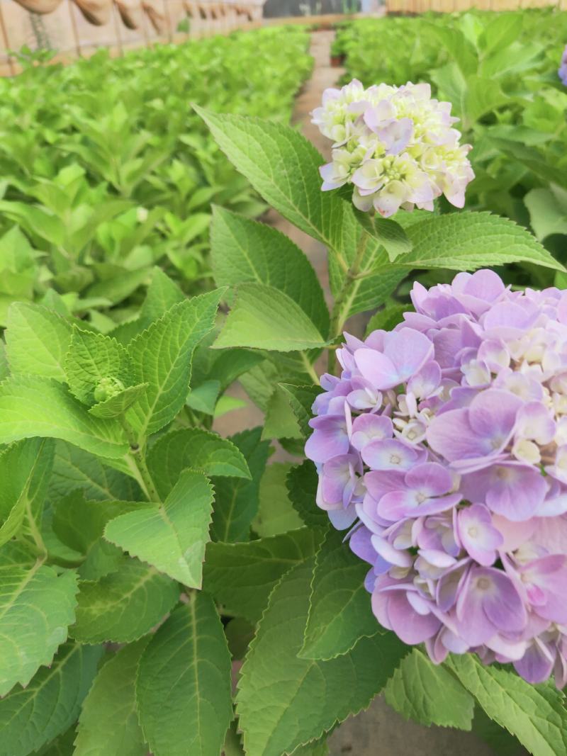 精品绣球花，八仙花，无尽夏，魔幻，品种多，常年有货，工程苗