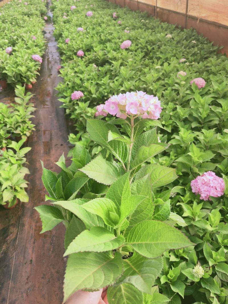 精品绣球花，八仙花，无尽夏，魔幻，品种多，常年有货，工程苗