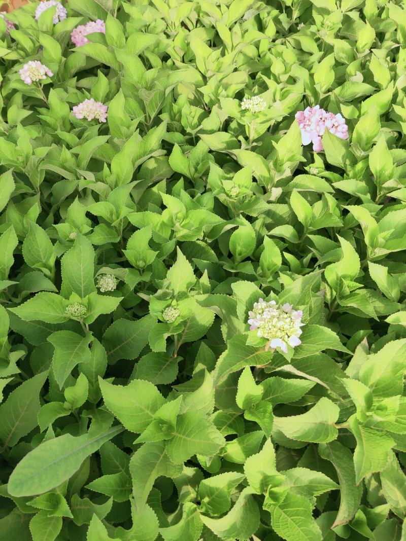 精品绣球花，八仙花，无尽夏，魔幻，品种多，常年有货，工程苗