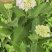 精品绣球花，八仙花，无尽夏，魔幻，品种多，常年有货，工程苗