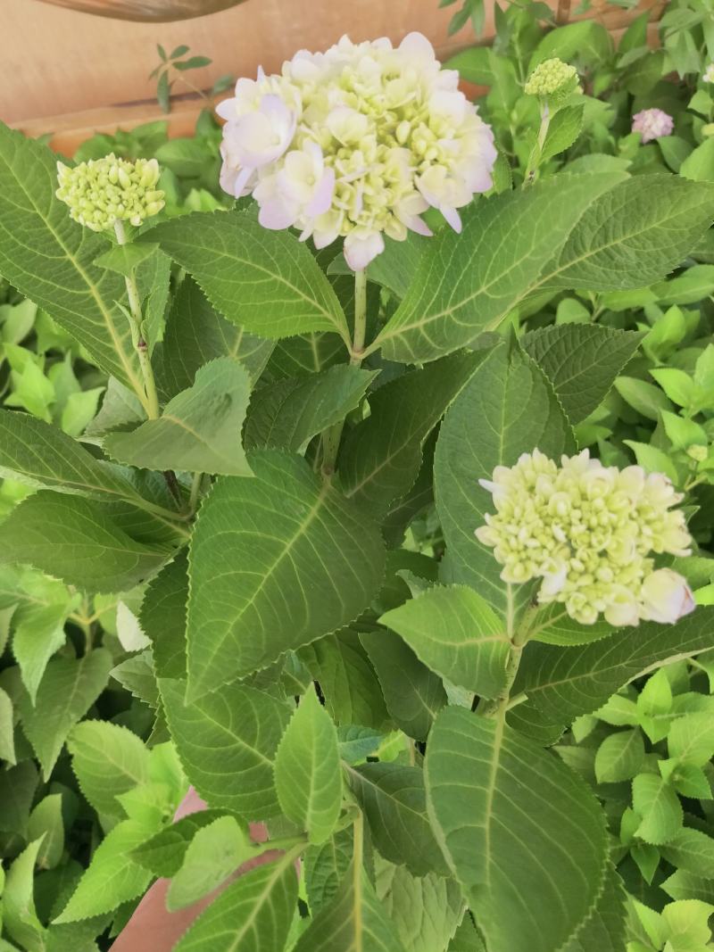精品绣球花，八仙花，无尽夏，魔幻，品种多，常年有货，工程苗