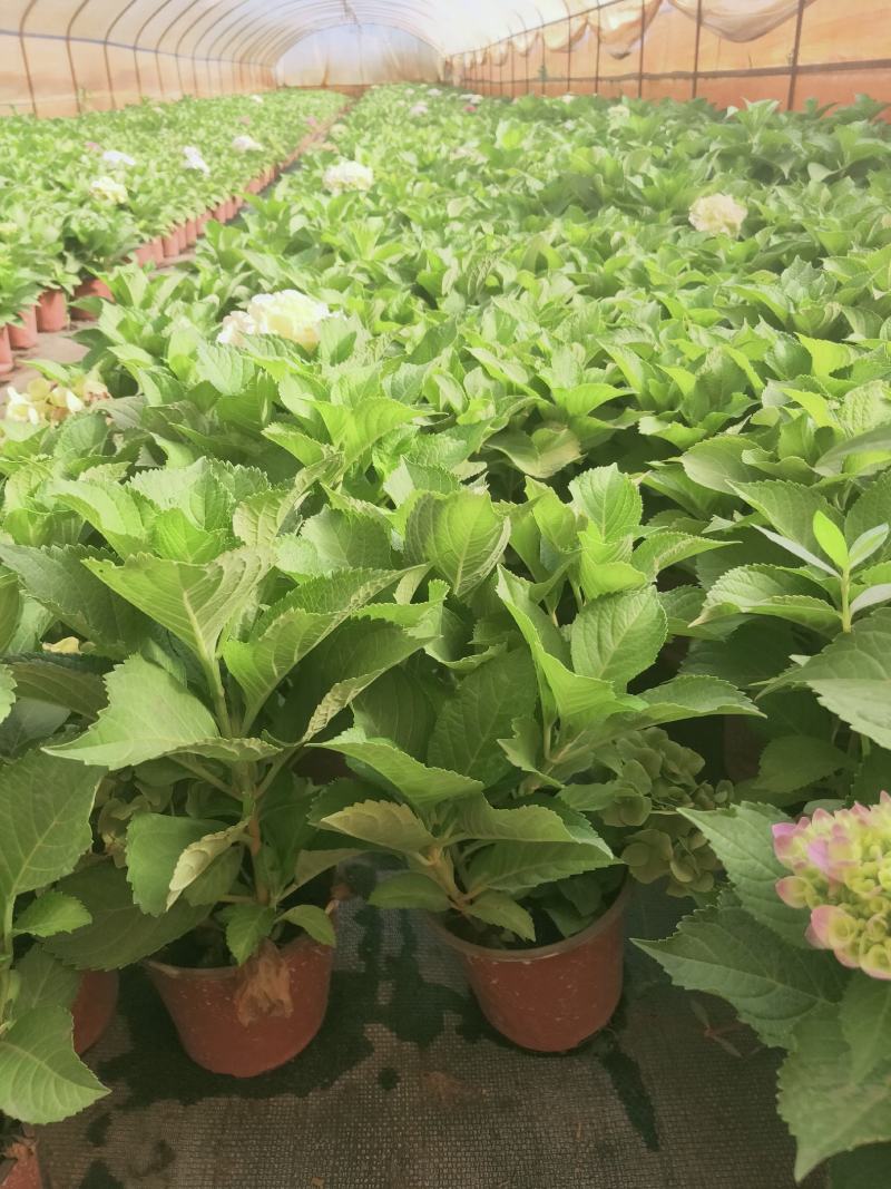 精品绣球花，八仙花，无尽夏，魔幻，品种多，常年有货，工程苗