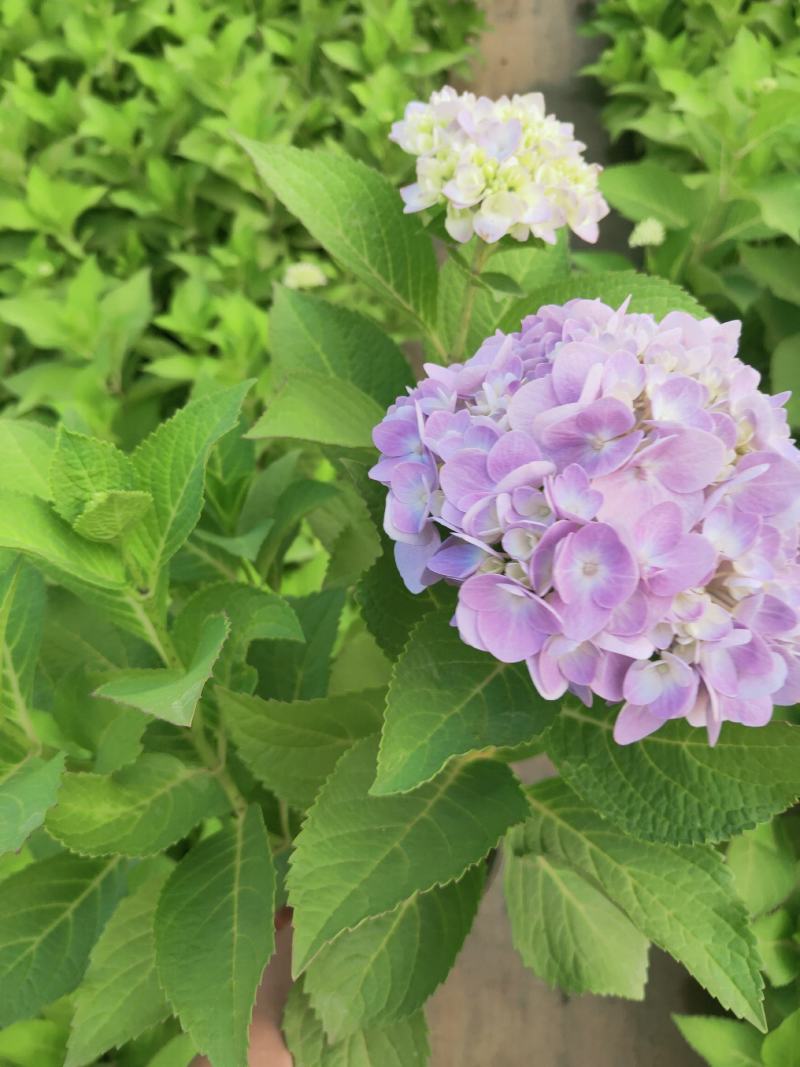 精品绣球花，八仙花，无尽夏，魔幻，品种多，常年有货，工程苗