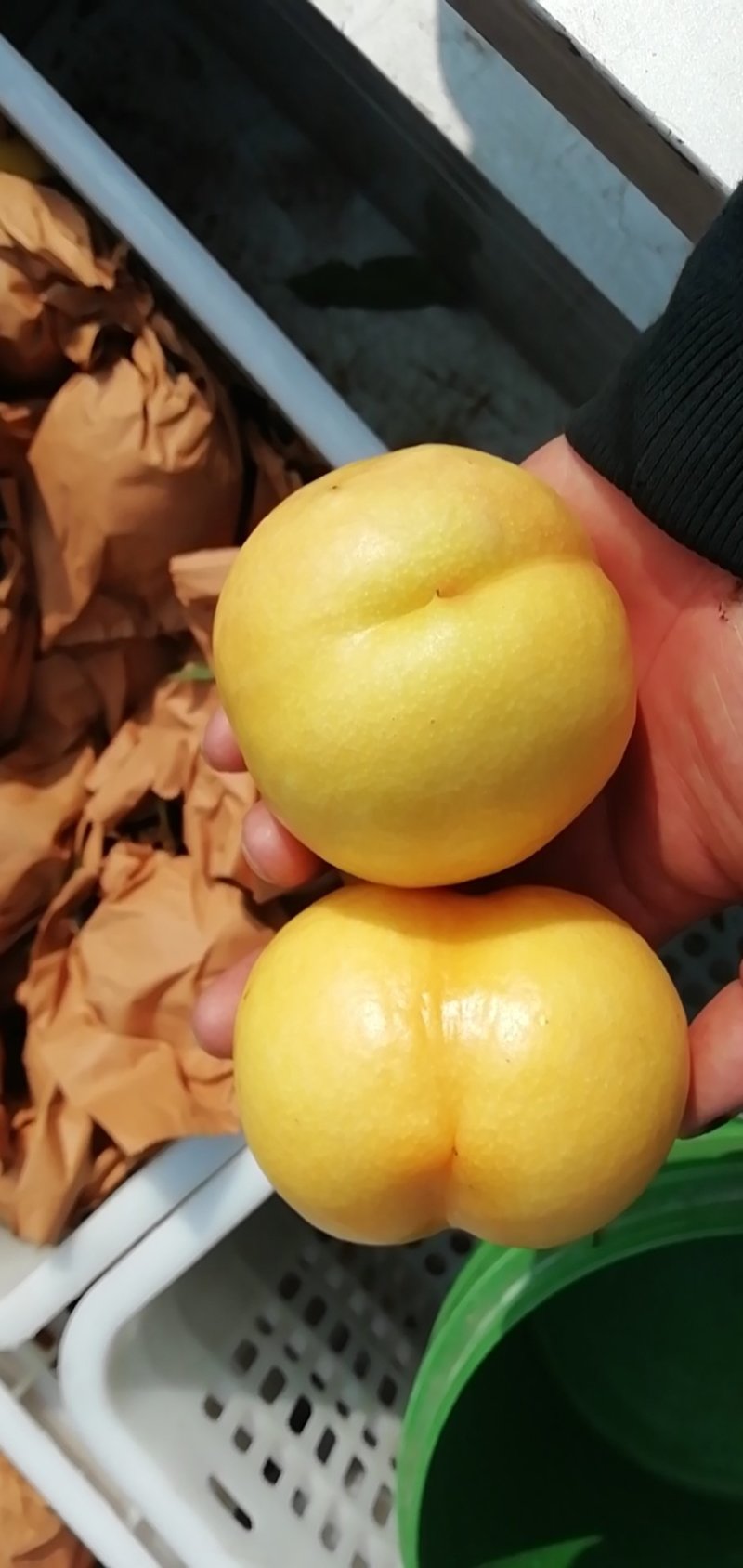 春雪金辉大量现货