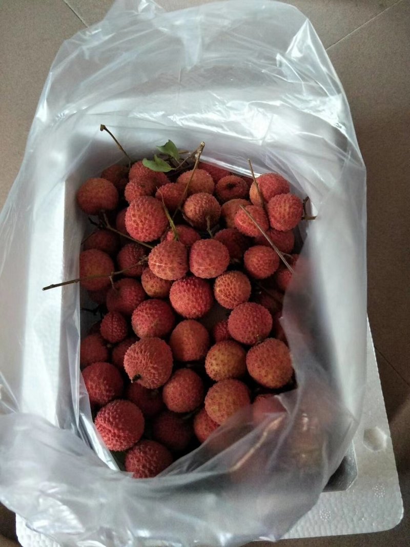 桂味荔枝小核荔枝