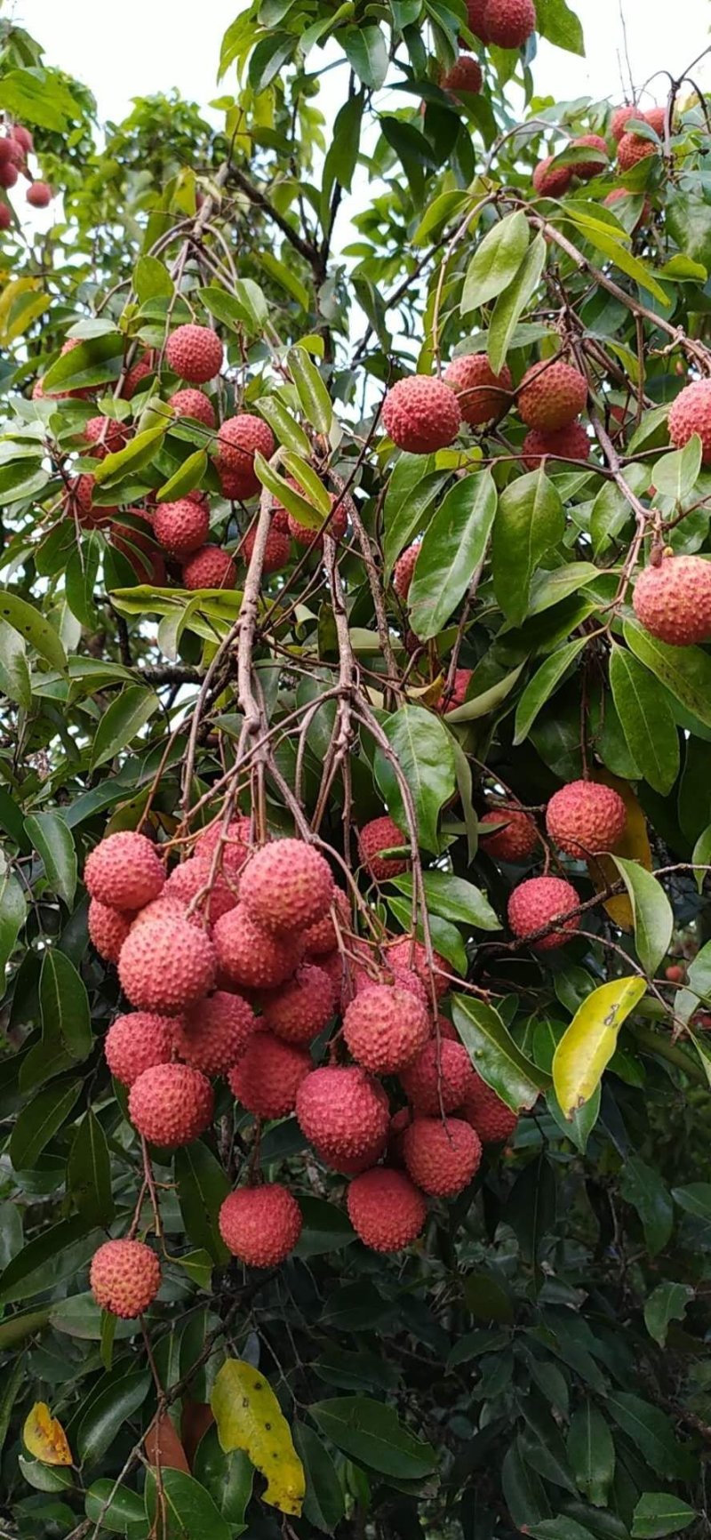 桂味荔枝小核荔枝