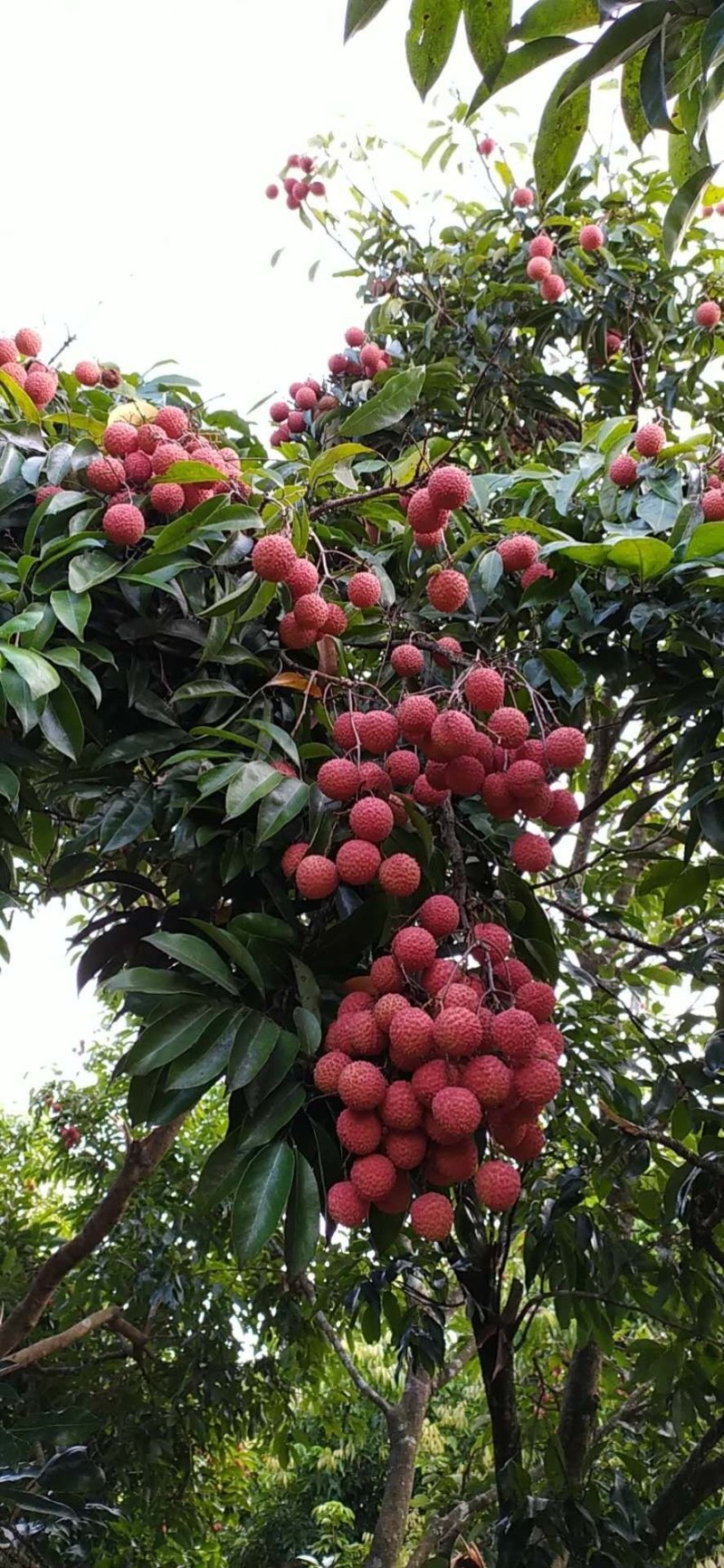 桂味荔枝小核荔枝