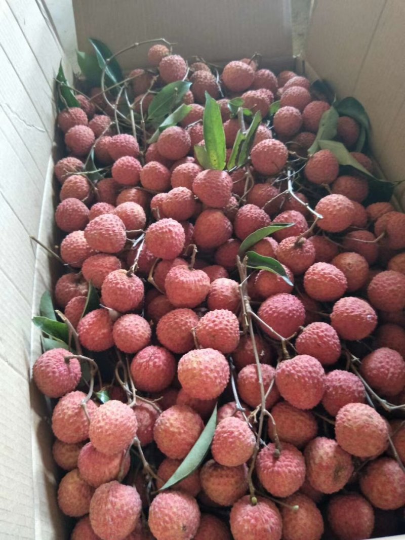 桂味荔枝小核荔枝