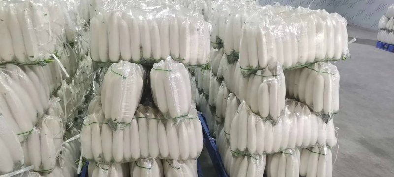 （精品）白萝卜，大量走车，专业合作社，清洗，发冷，发货