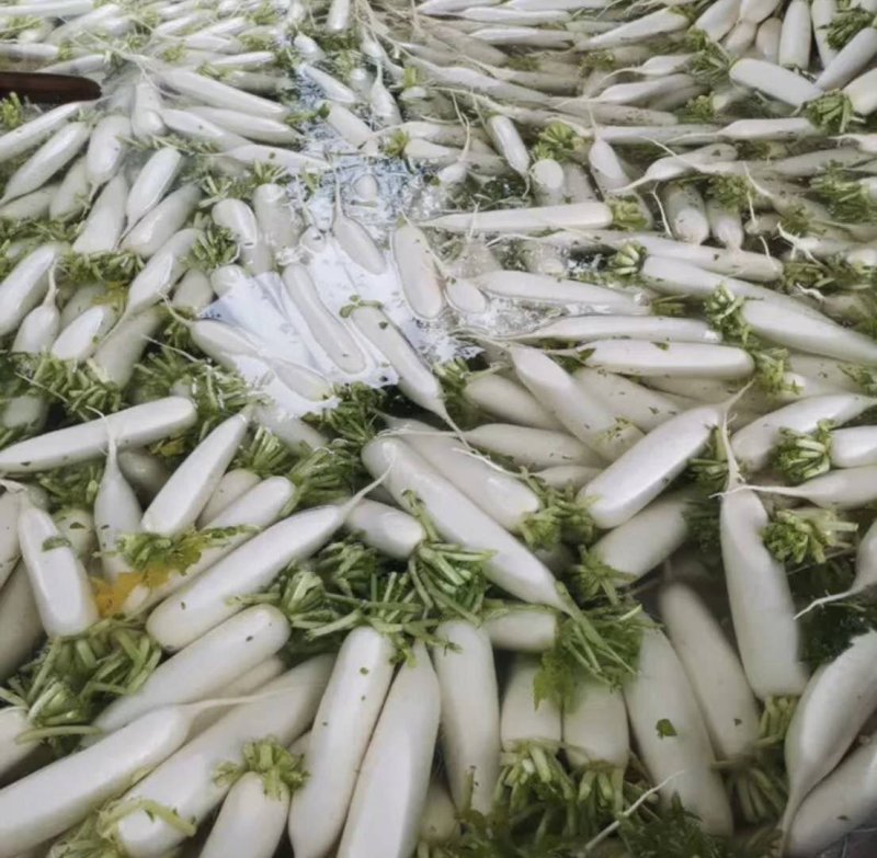 （精品）白萝卜，大量走车，专业合作社，清洗，发冷，发货