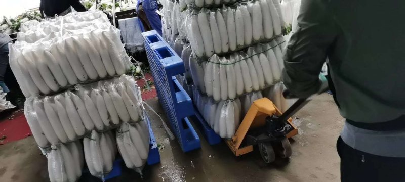 （精品）白萝卜，大量走车，专业合作社，清洗，发冷，发货