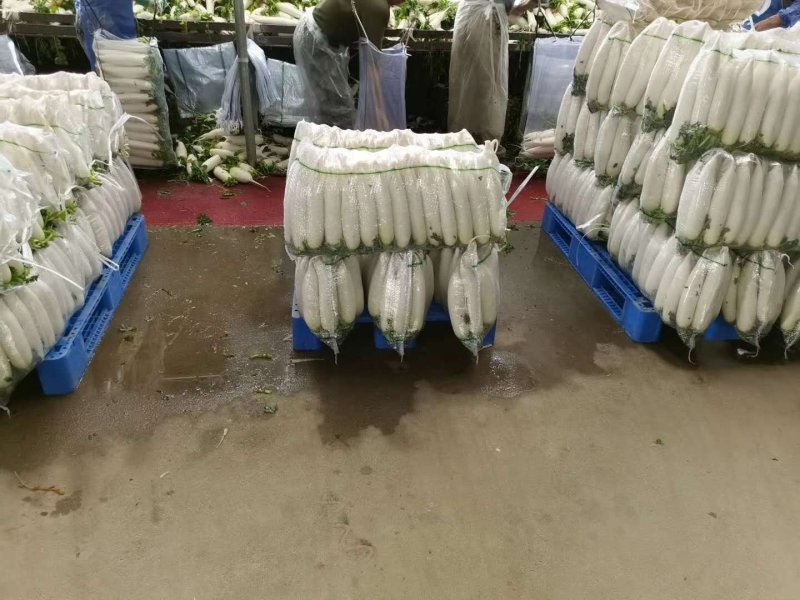 （精品）白萝卜，大量走车，专业合作社，清洗，发冷，发货