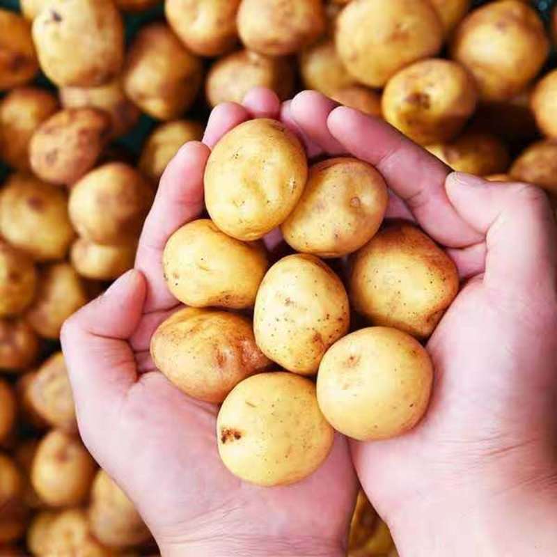 [包邮]一件代发滕州土豆为电商平台服务黄皮黄心包售后